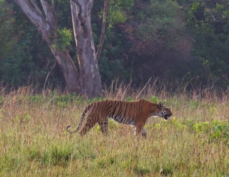 Forest landscape in the Corbett region
